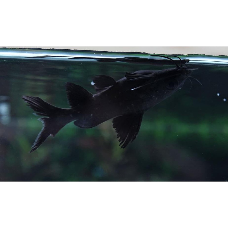 Burmese Upside Down Catfish