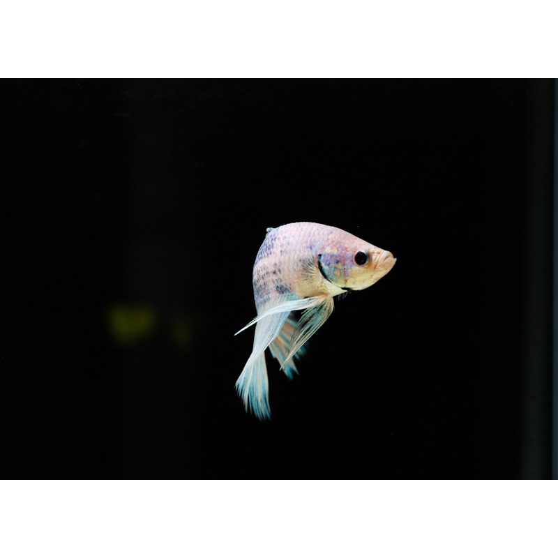 Butterfly Half-moon Betta Fish Male