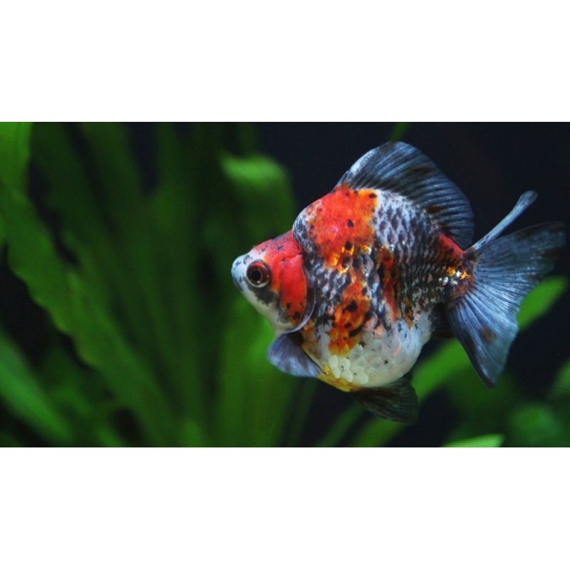 Calico Ryukin Goldfish