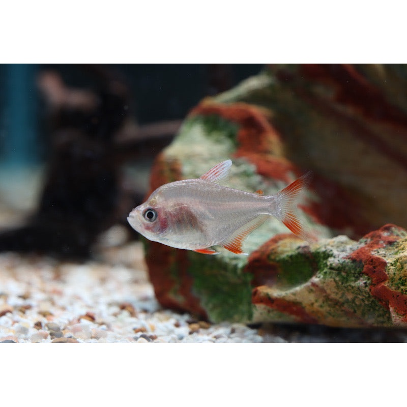 Candy Cane Tetra