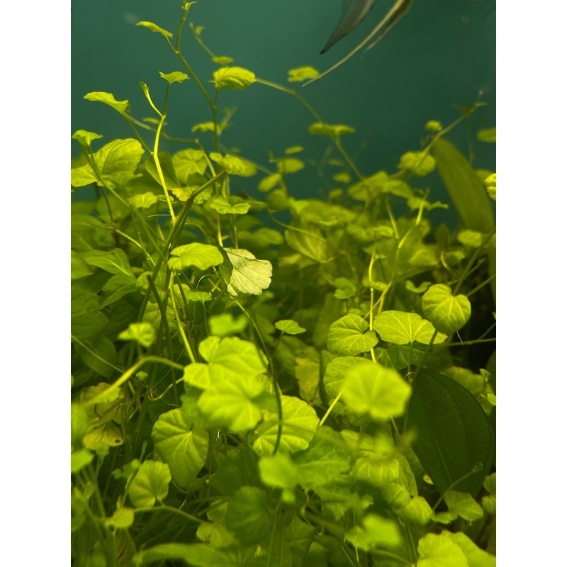 Cardamine Lyrata