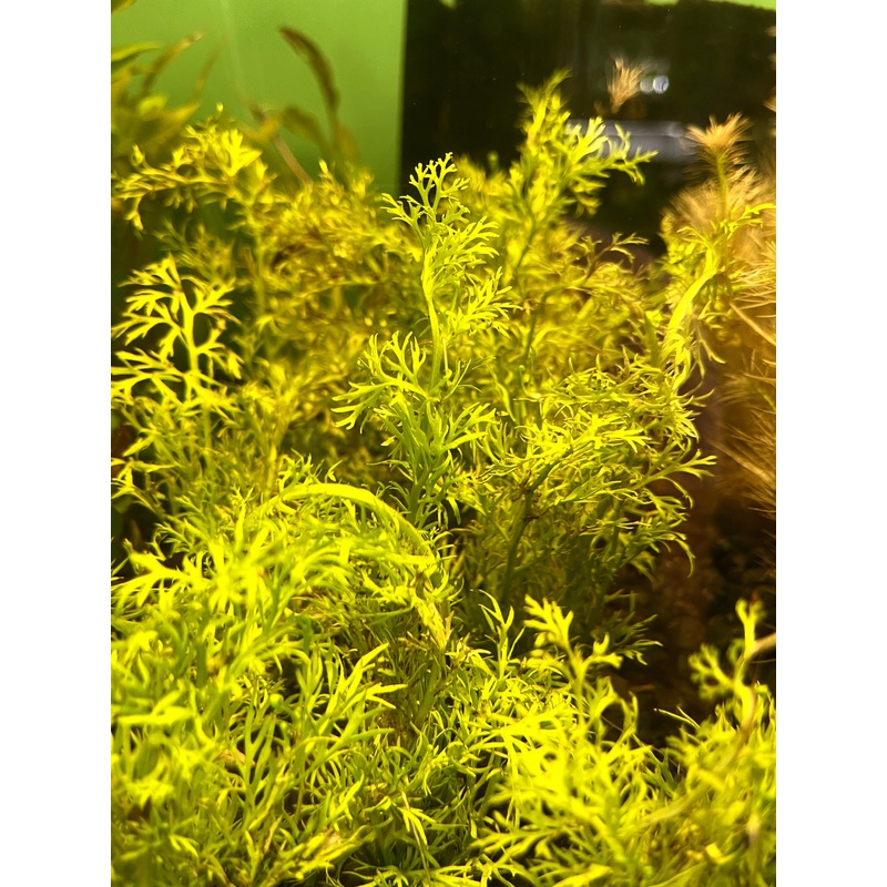 Ceratopteris Thalicroides