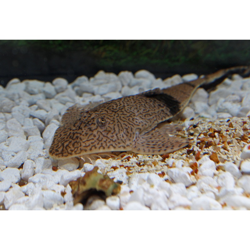 Chameleon Whiptail Catfish
