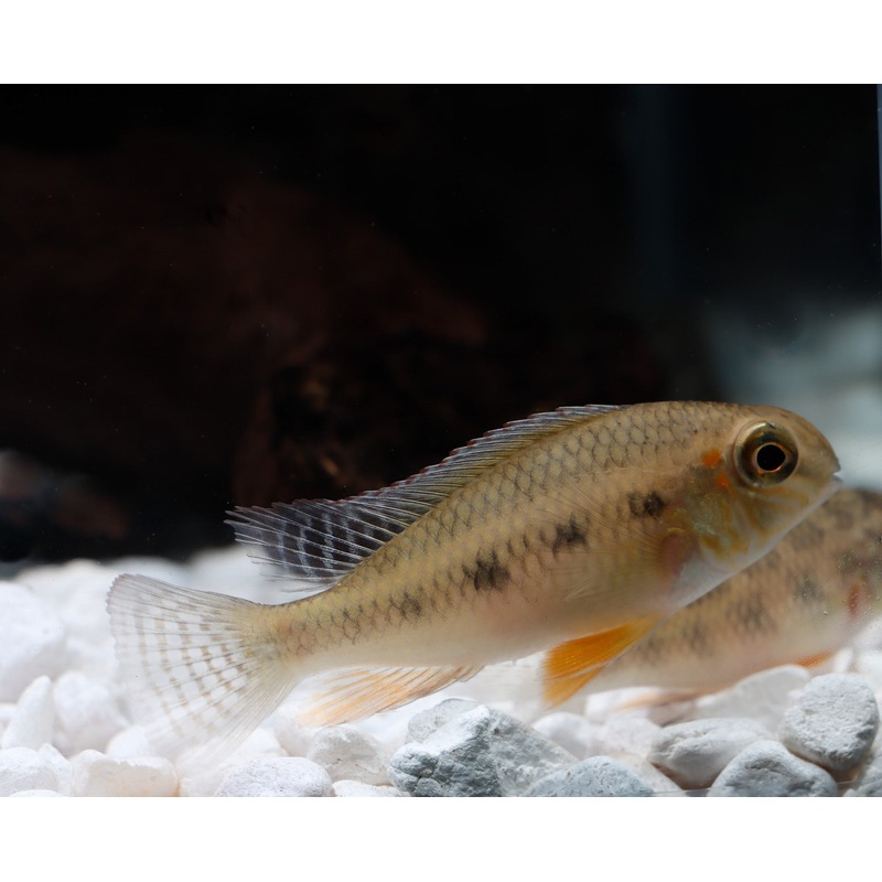 Checkerboard Cichlid - Peru