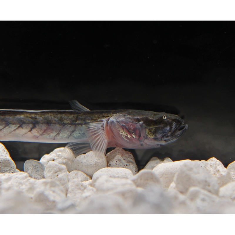 Dragon Fish