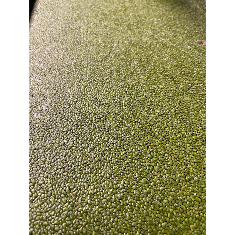 Duckweed
