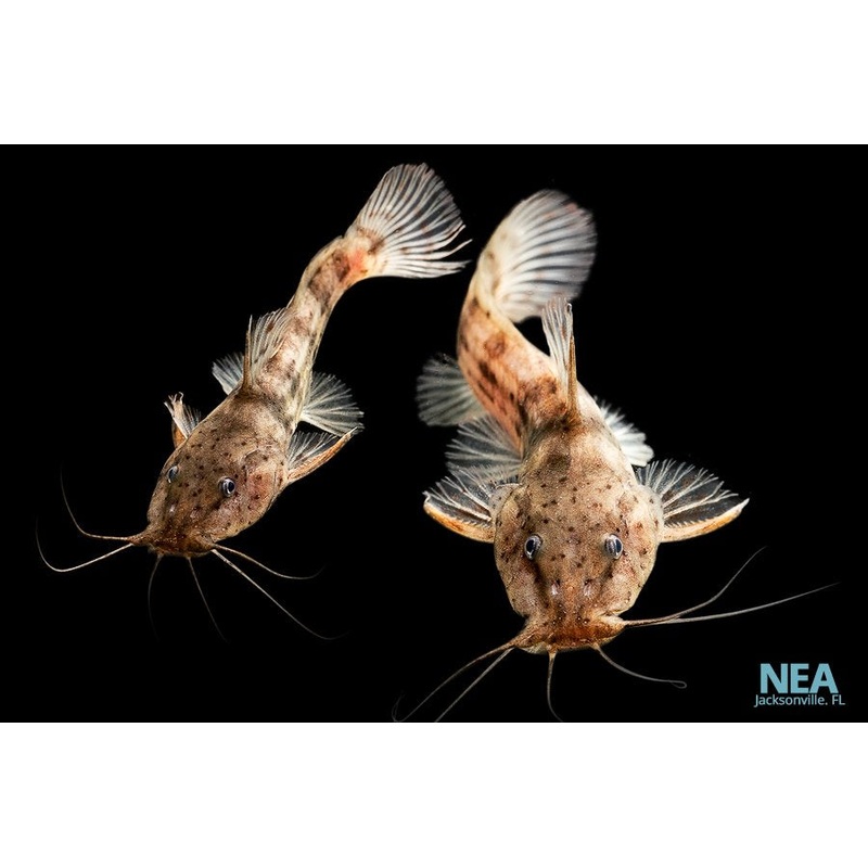 Dwarf Giraffe Catfish