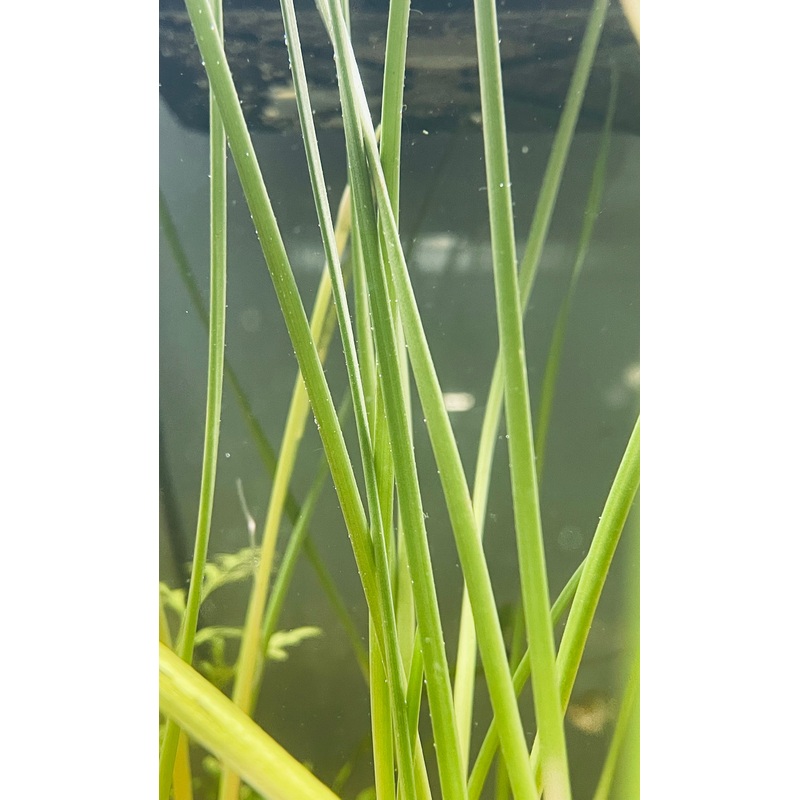 Dwarf Onion Plant