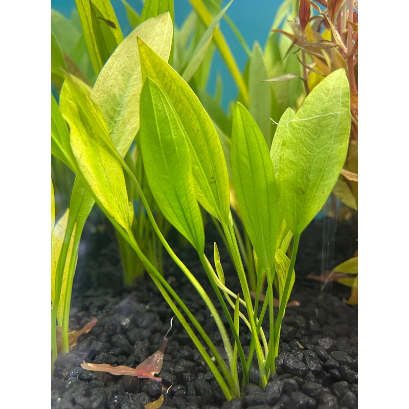 Echinodorus Dekumbens