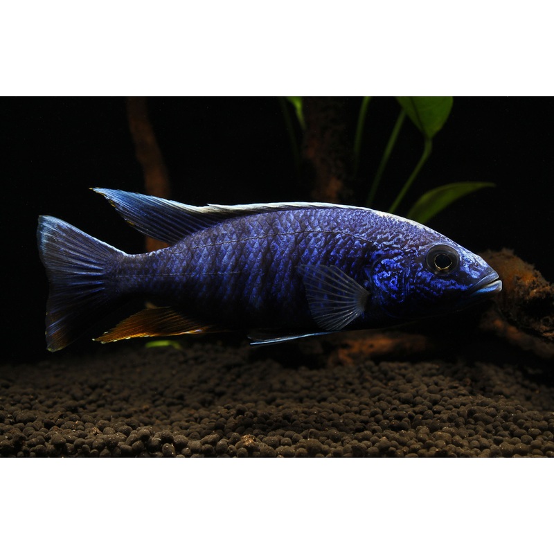 Electric Blue Ahli Cichlid  Male Show