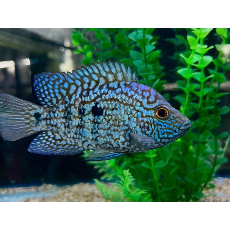 Electric Blue Carpintis Cichlid