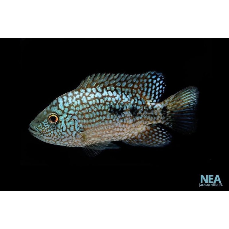 Electric Blue Texas Cichlid