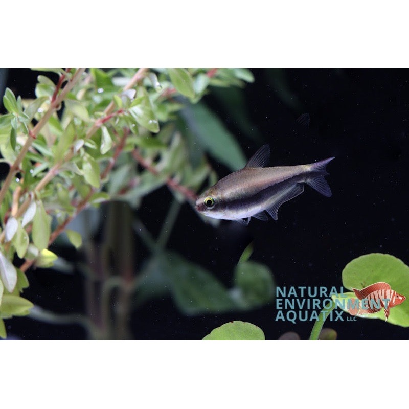 Emperor Blue Tetra