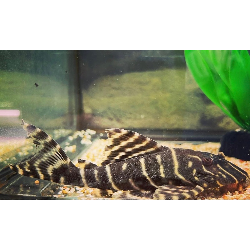 Emperor Plecostomus L204