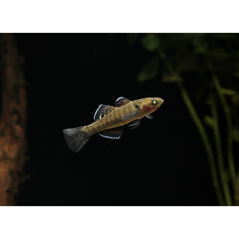 Empire Gudgeon