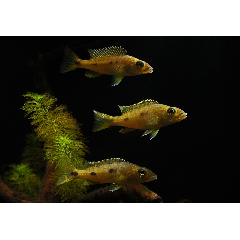 Exochromis Anagenys Cichlid