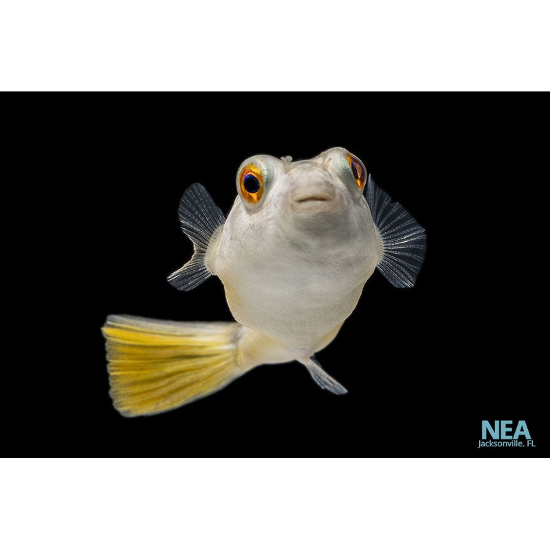 Fahaka Puffer Fish