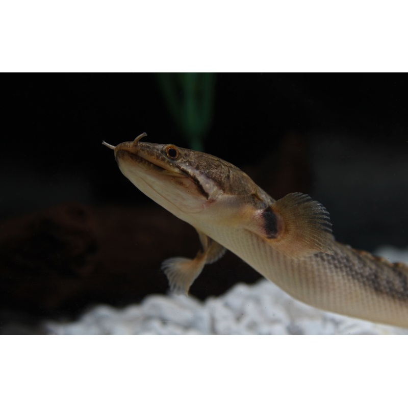 Fat Head Bichir