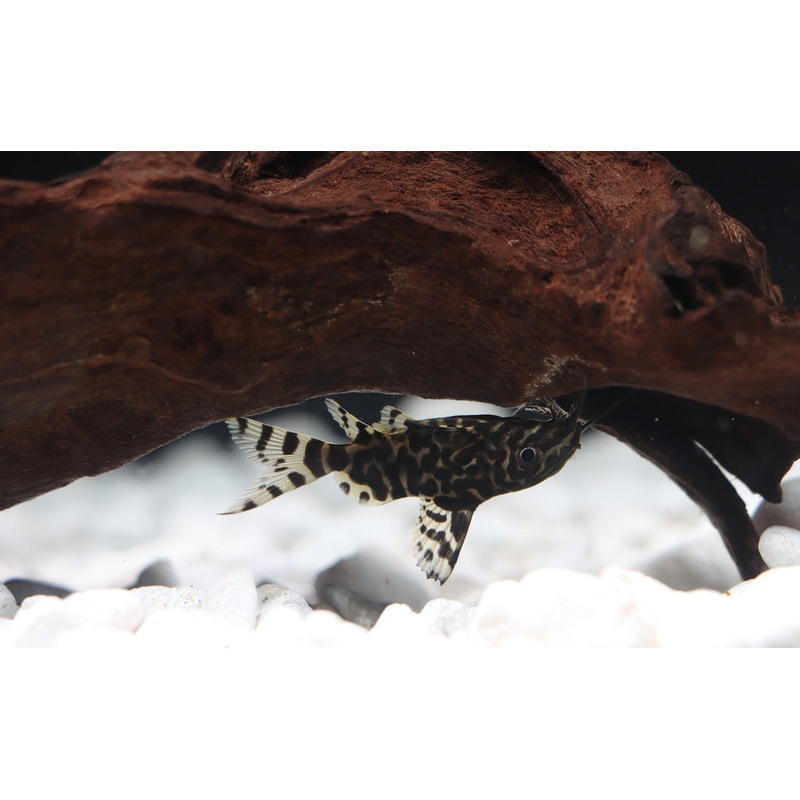Featherfin Synodontis Catfish