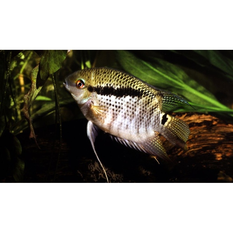 Festivum Cichlid