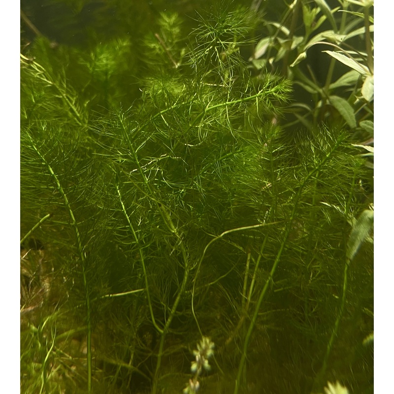 Filigree Myrio