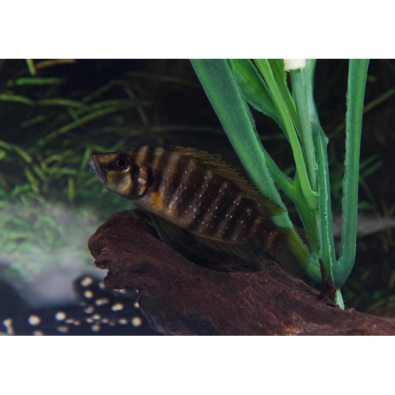 Fire Fin Compressicep Cichlid