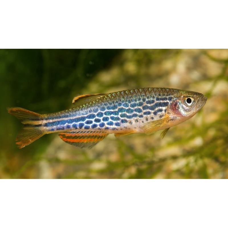 Fire Ring Danio