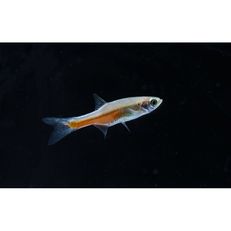 Fireline Danio
