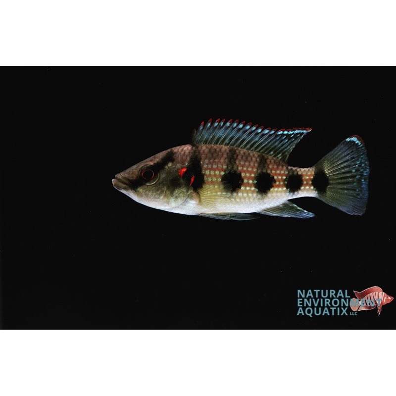 Five Star General Cichlid