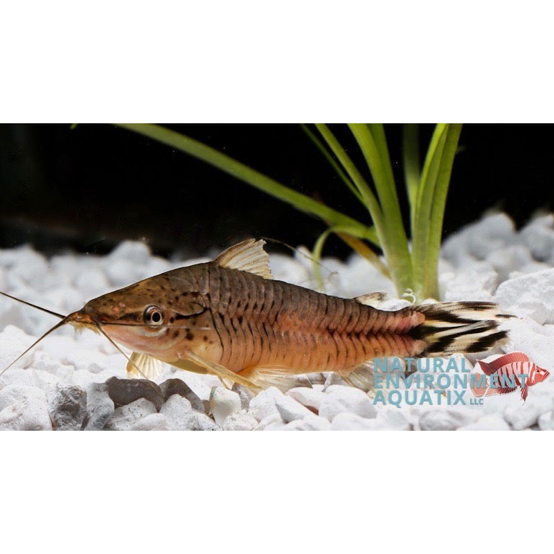 Flagtail Porthole Catfish
