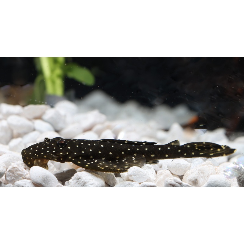 Flat Flyer Plecostomus L 235