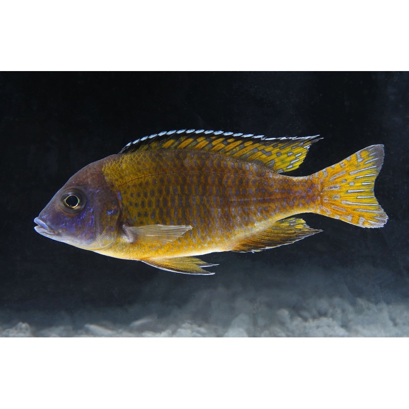 Flavescent Peacock Cichlid  Large Male Show