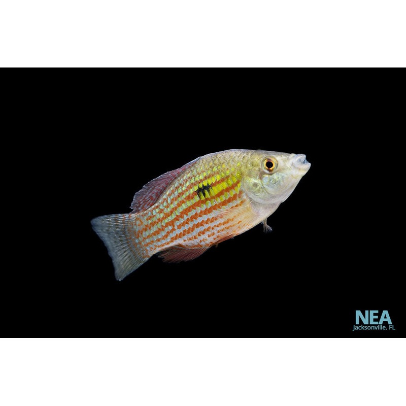 Florida Flag Fish