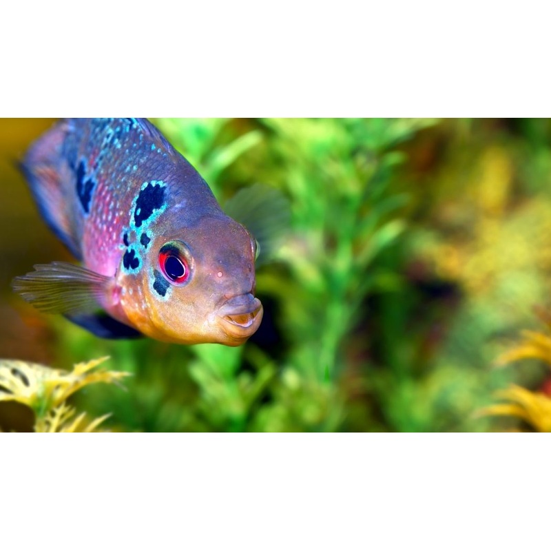 Flowerhorn Cichlid Small