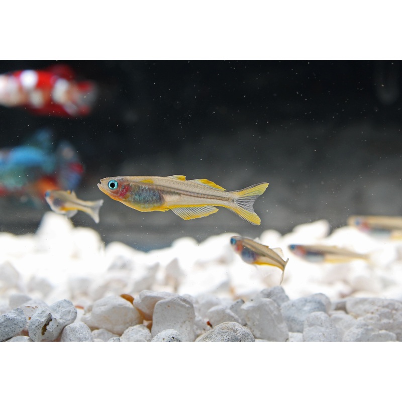 Fork Tail Blue Eye Rainbow