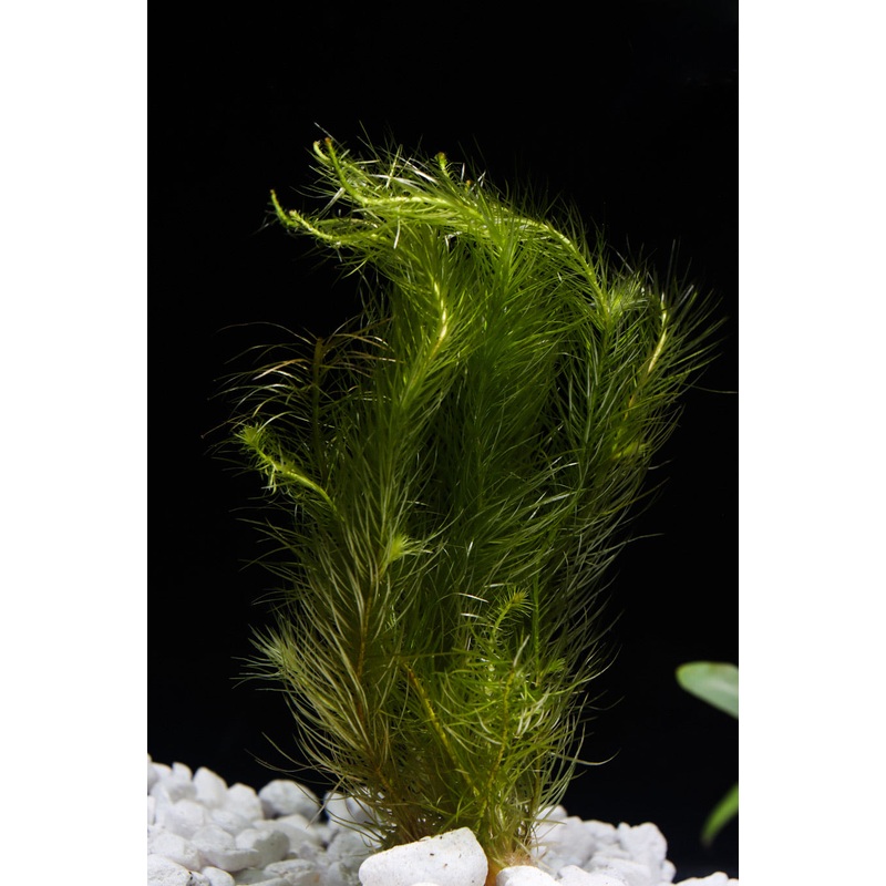 Foxtail