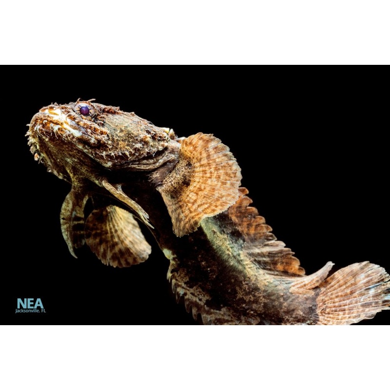 Freshwater Lion Fish
