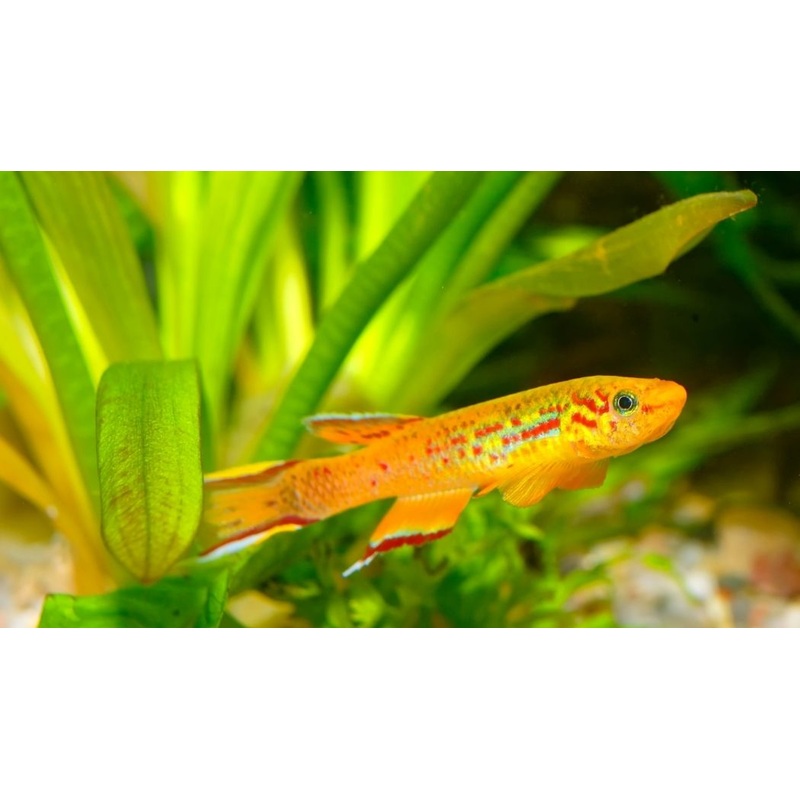 Fundulopanchax gardneri Gold  "Gardner's Killifish" PAIR