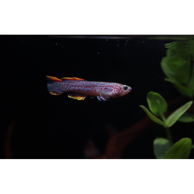 Fundulopanchax gardneri "P 82" "Gardner's Killifish"