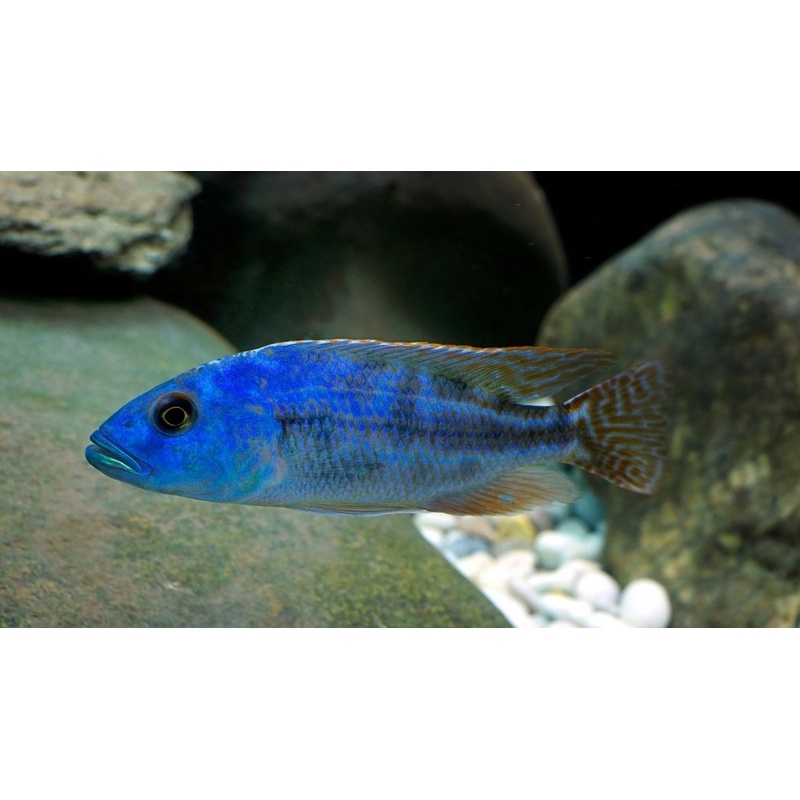 Fuscotaeniatus Cichlid