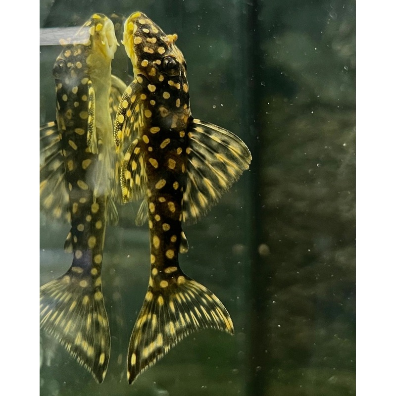 Galaxias Plecostomus L29