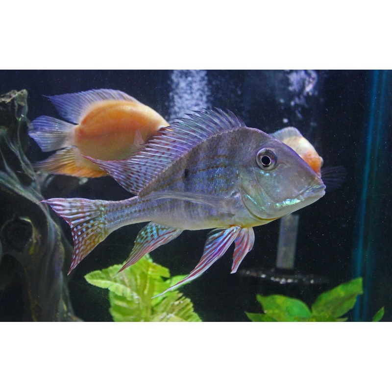 Geophagus altifrons "Tocantins" Cichlid