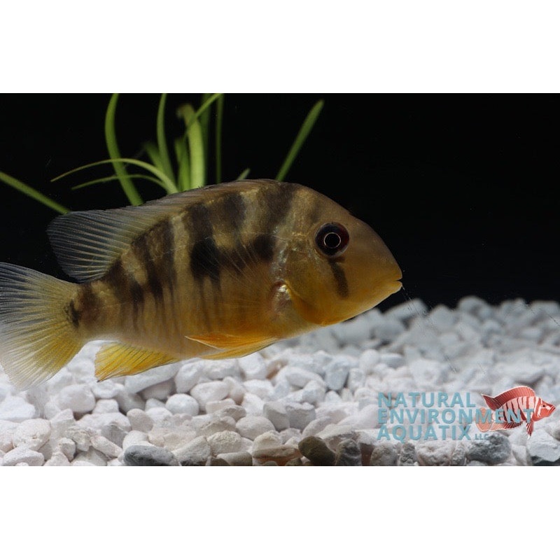 Geophagus Balzanii  Cichlid