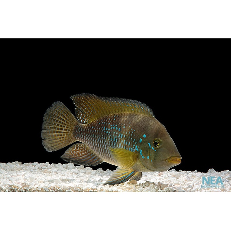 Geophagus Brasiliensis  Cichlid
