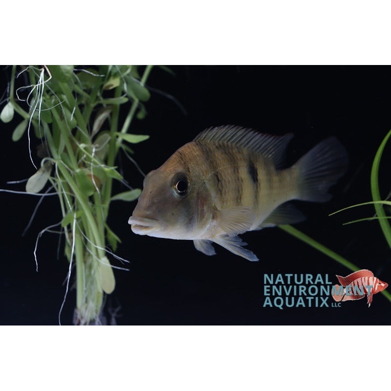 Geophagus Pellegrini  Cichlid