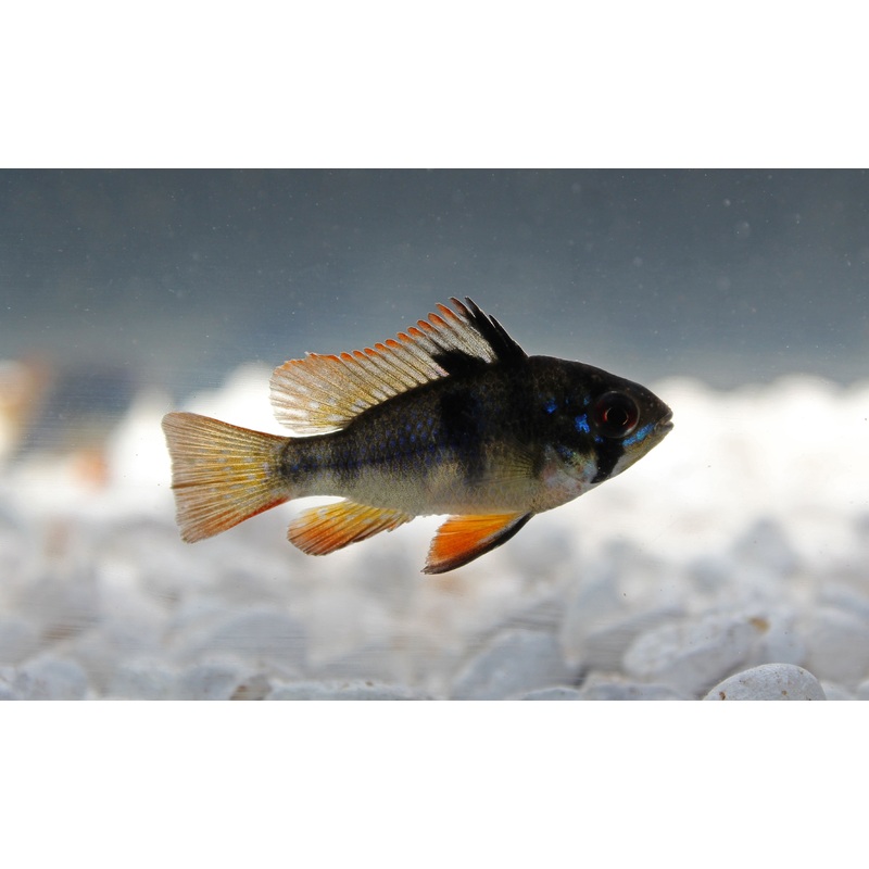 German Black Ram