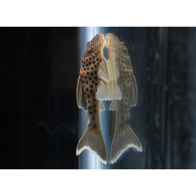 Ghost Plecostomus L141