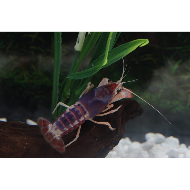 Ghost Tricolor Crayfish