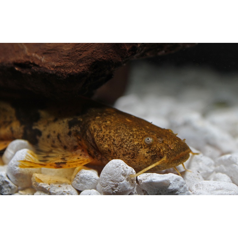 Giant Bumblebee Catfish