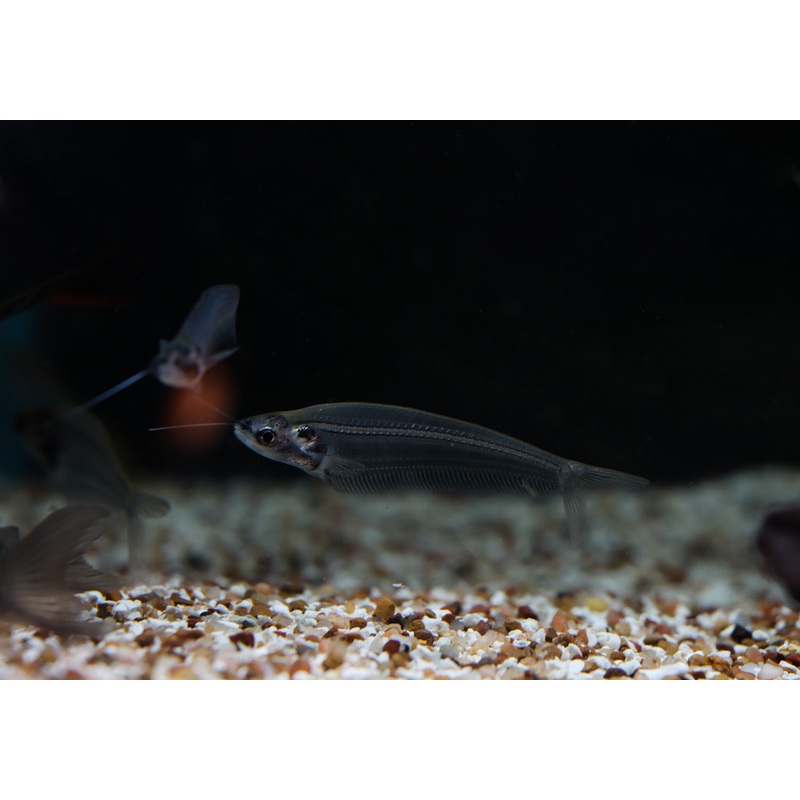 Glass Catfish